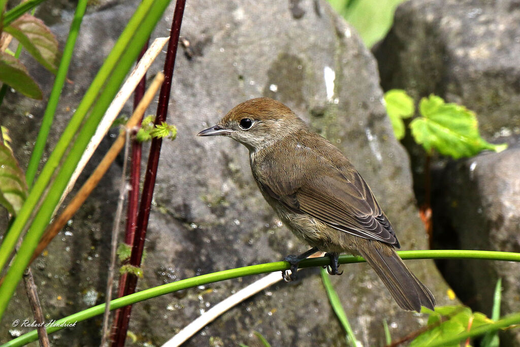 Eurasian Blackcap