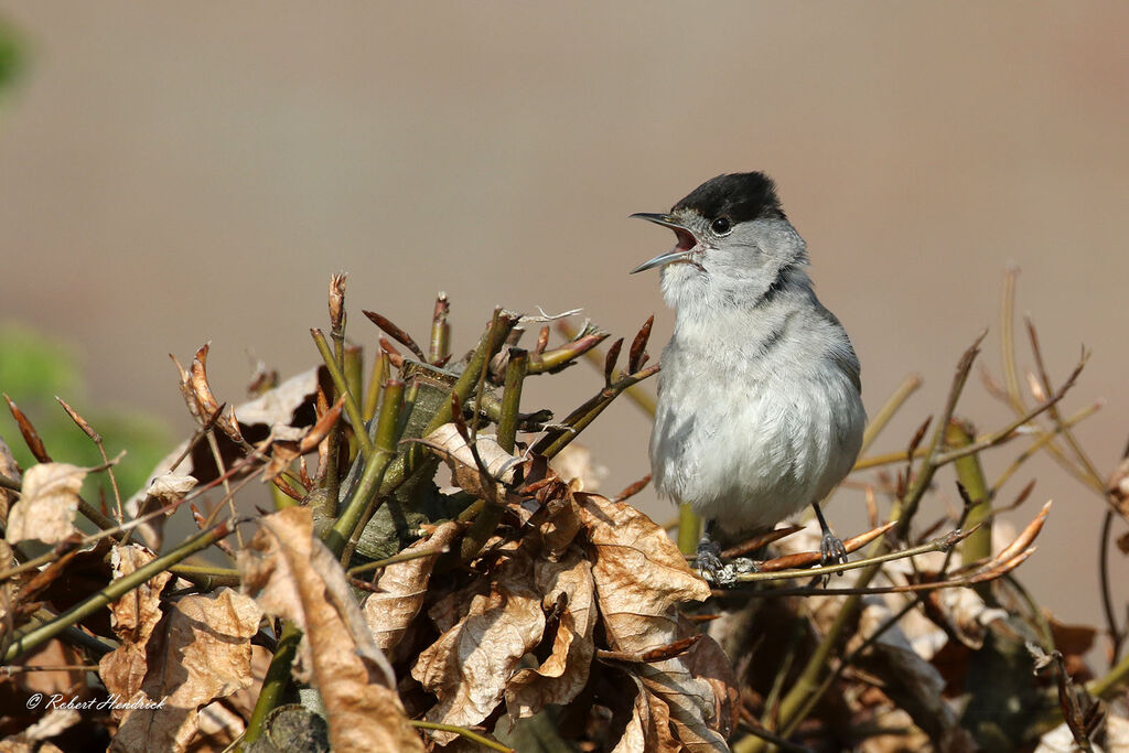 Eurasian Blackcap