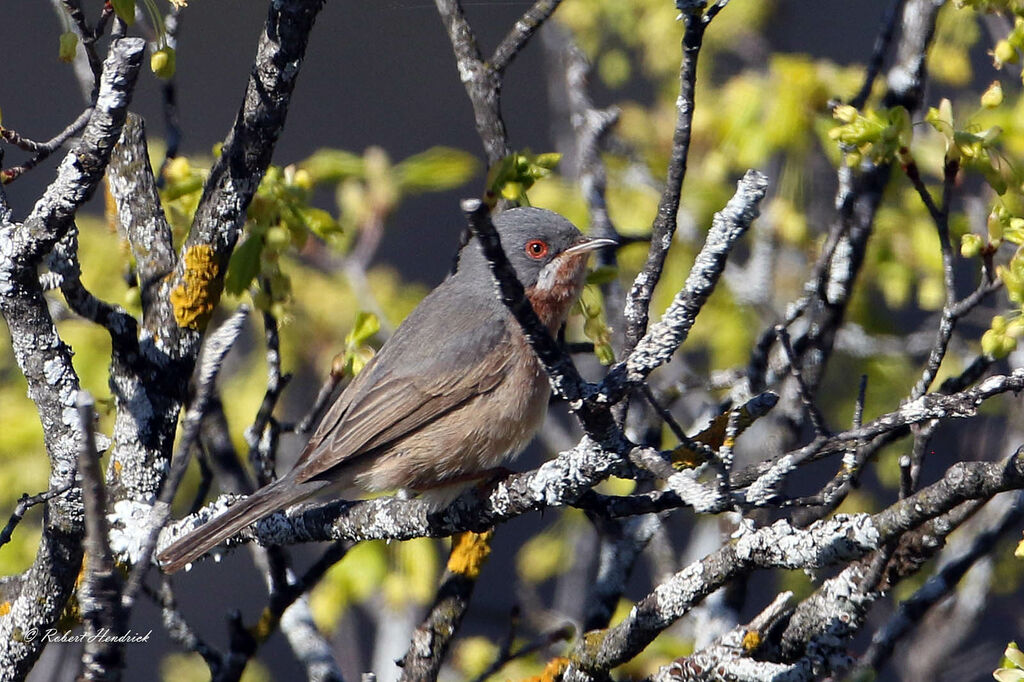 Western Subalpine Warbler
