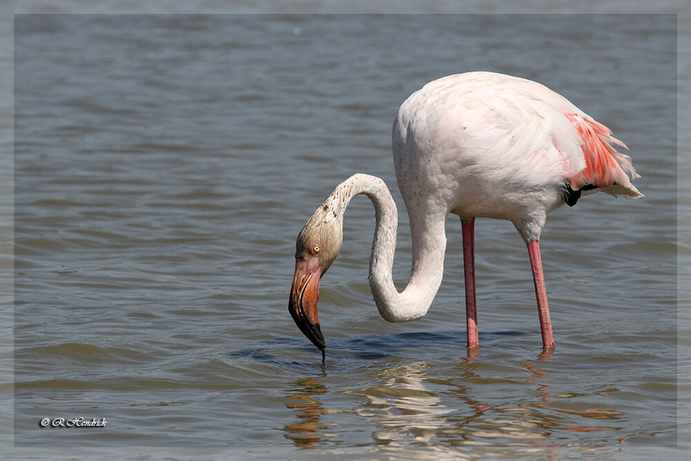 Greater Flamingo