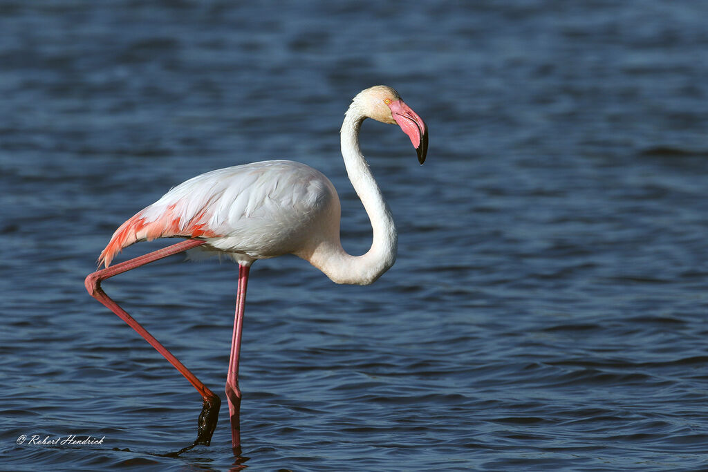 Greater Flamingo