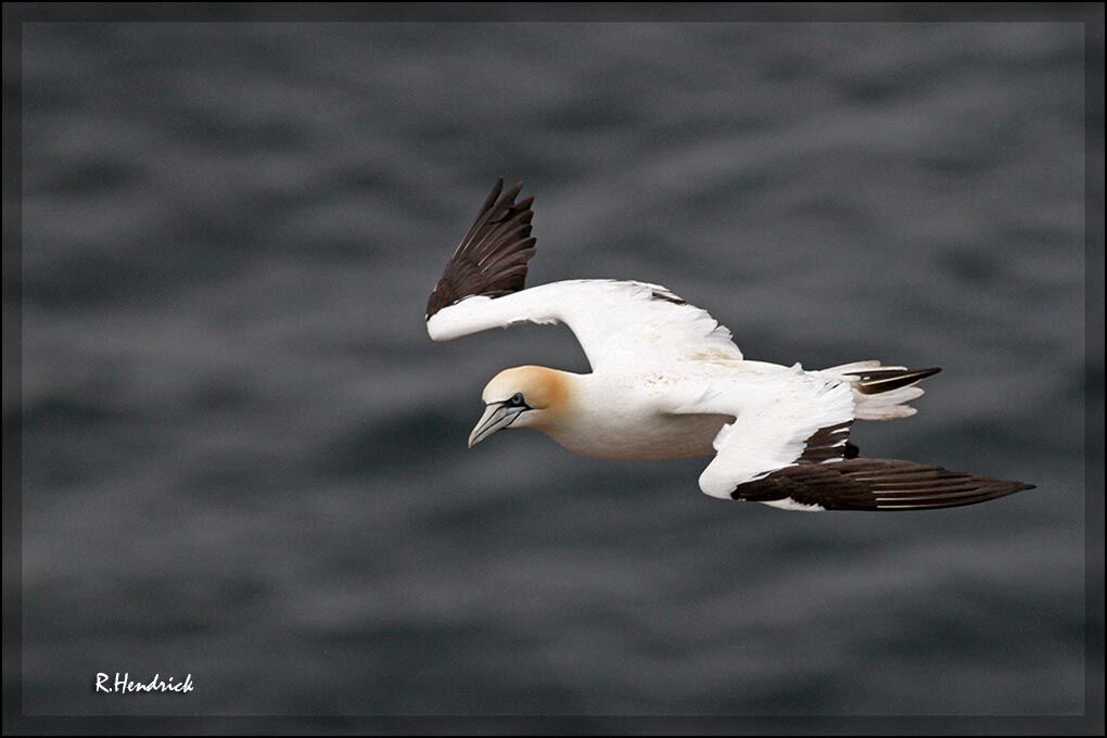 Northern Gannet