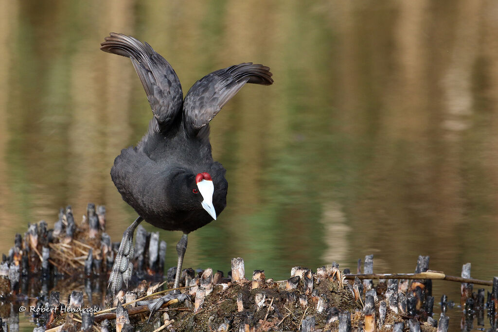Red-knobbed Coot