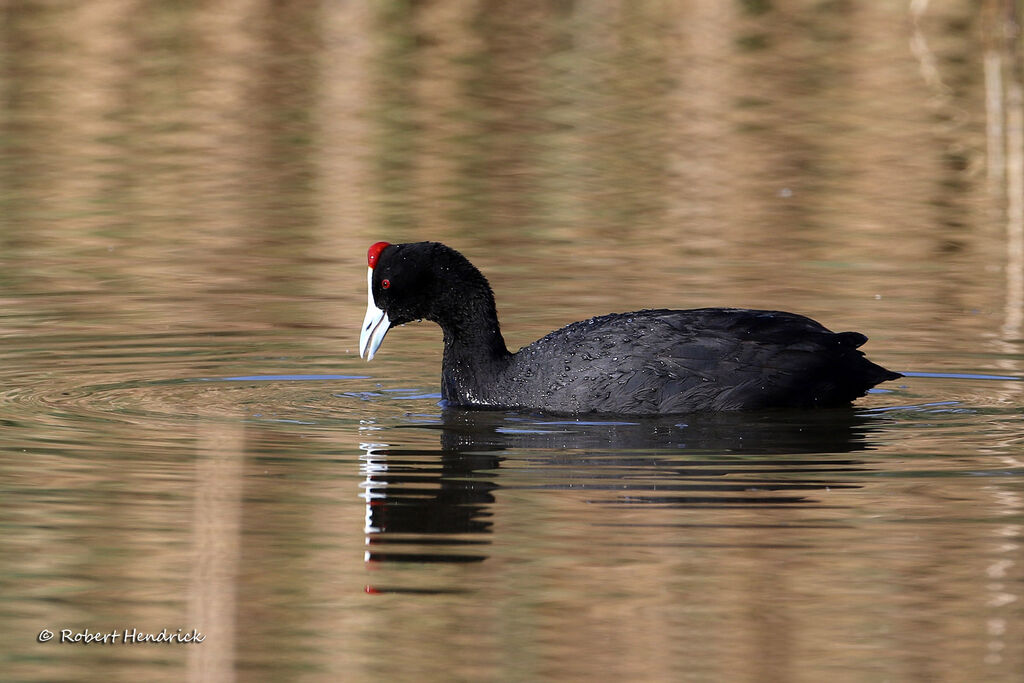 Red-knobbed Coot