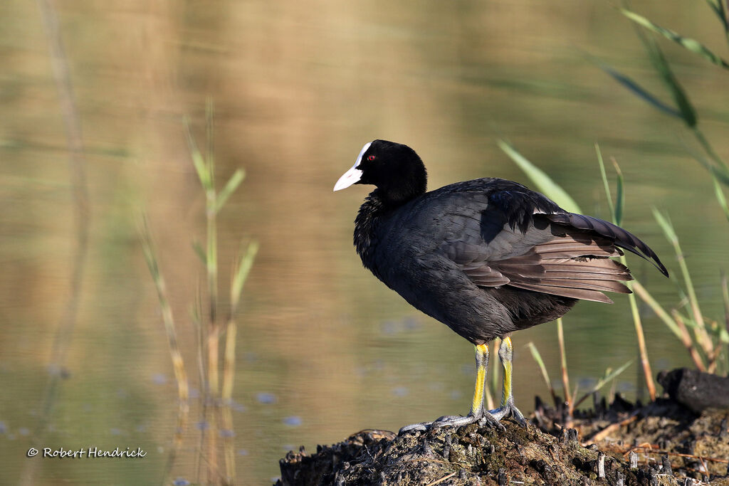 Eurasian Coot