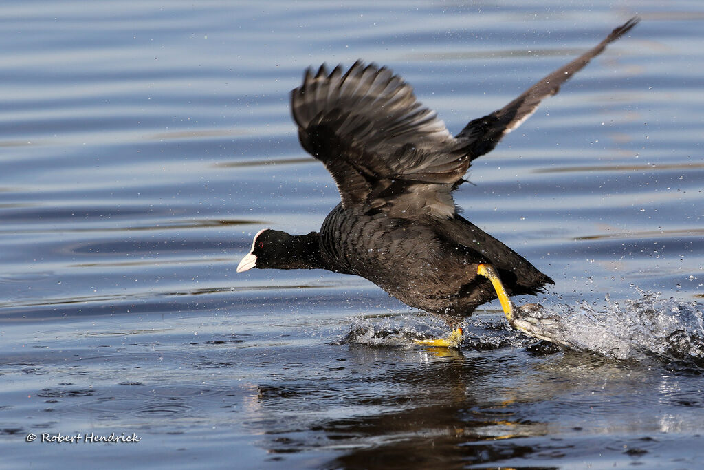 Eurasian Coot
