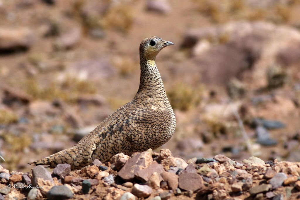 Crowned Sandgrouse