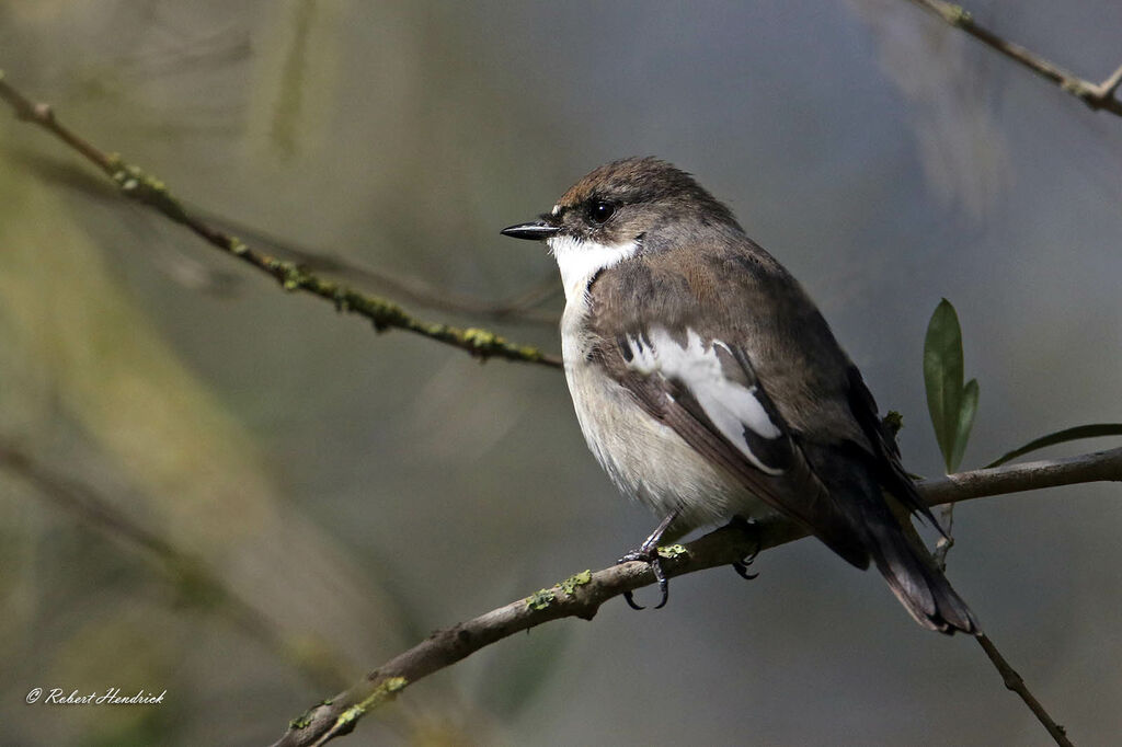 European Pied Flycatcher