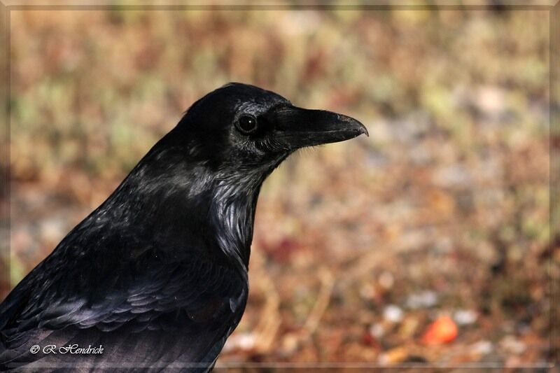Northern Raven