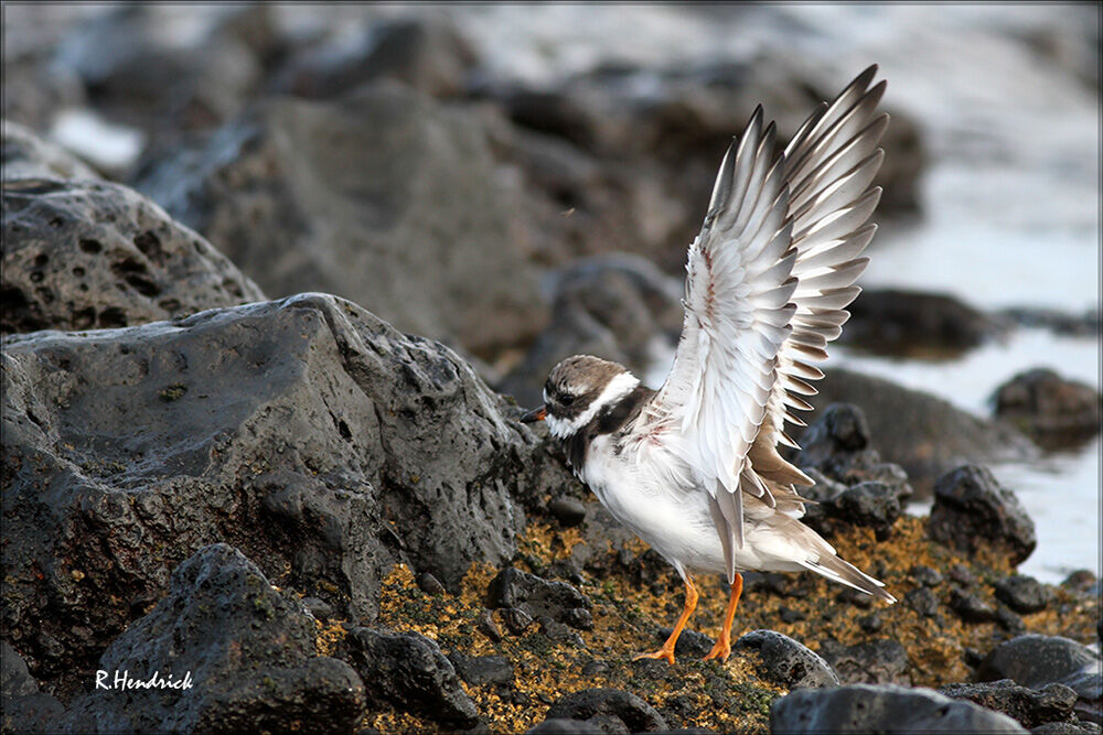 Common Ringed Plover