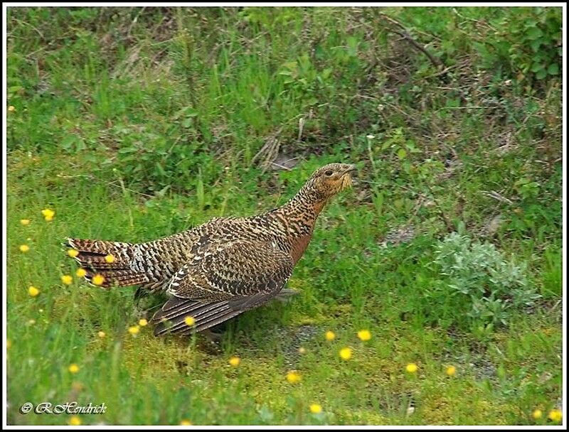Western Capercaillie
