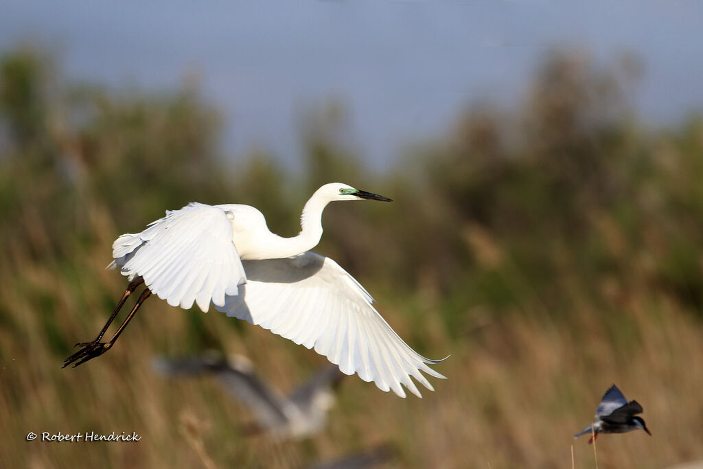 Great Egret