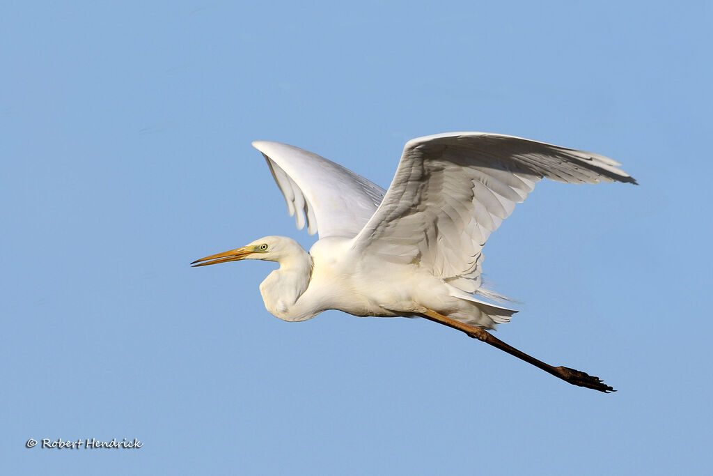 Great Egret