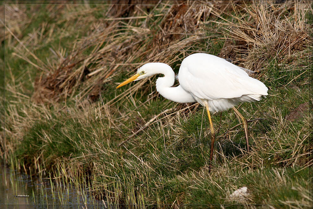 Great Egret