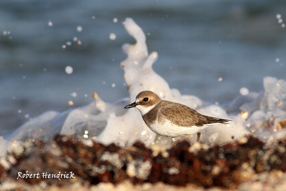 Greater Sand Plover