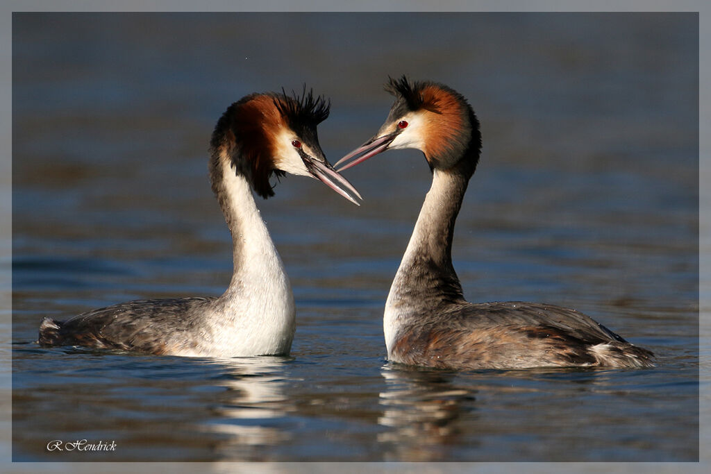 Great Crested Grebe