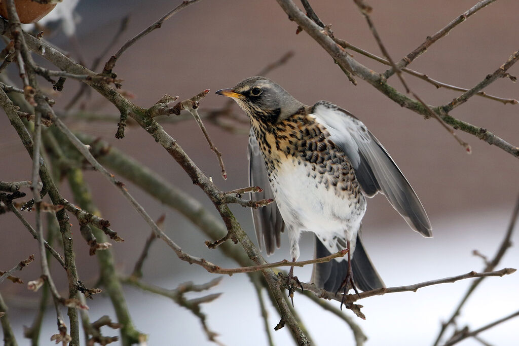 Fieldfare