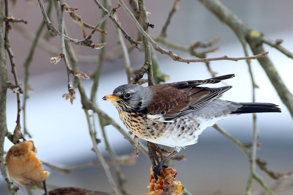 Fieldfare