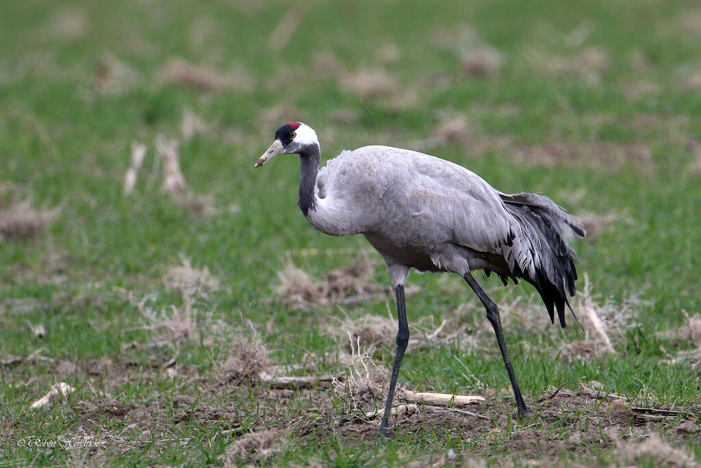 Common Crane