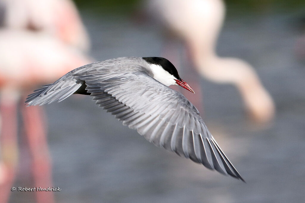 Whiskered Tern