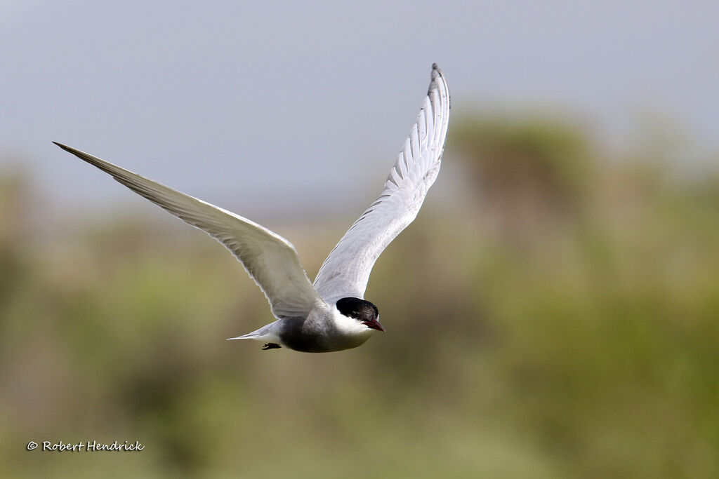 Whiskered Tern