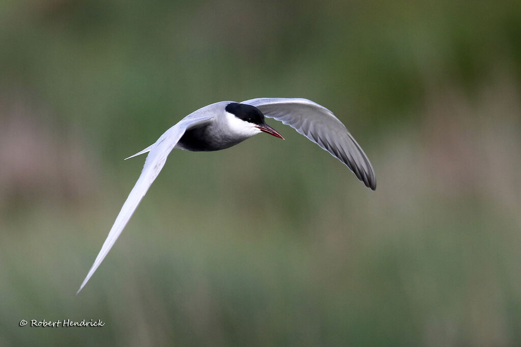 Whiskered Tern