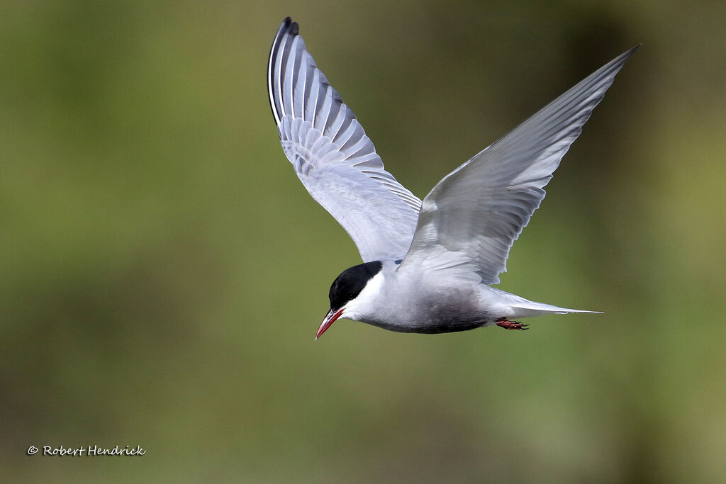 Whiskered Tern