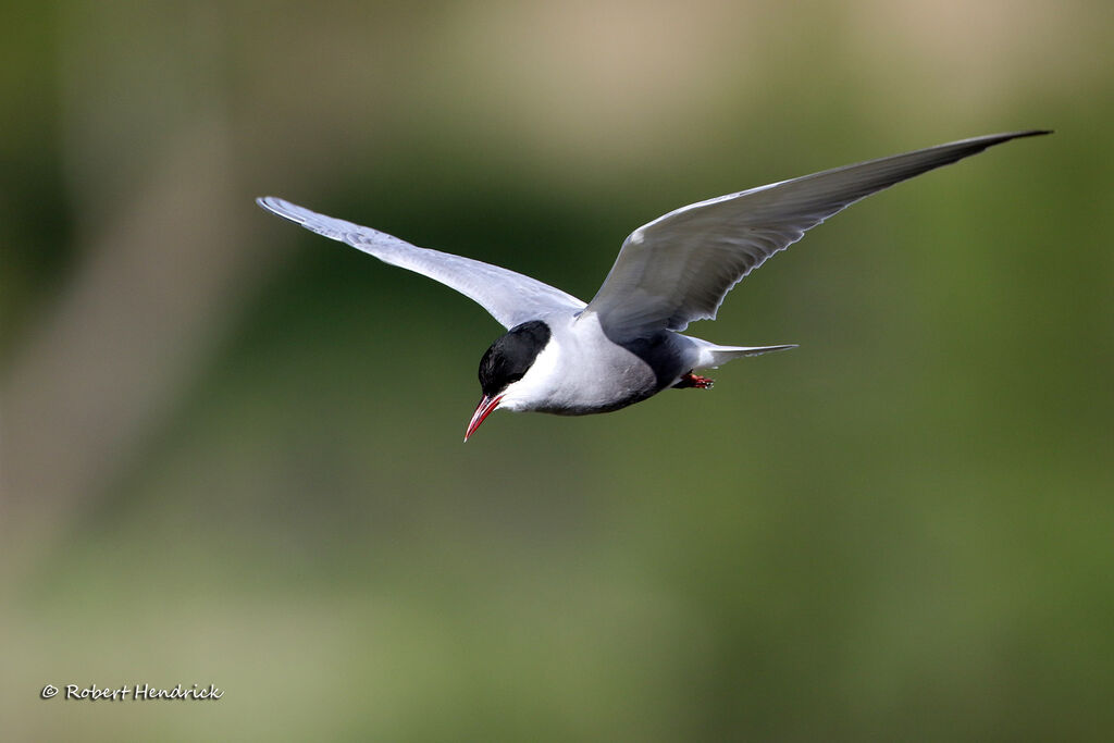 Whiskered Tern