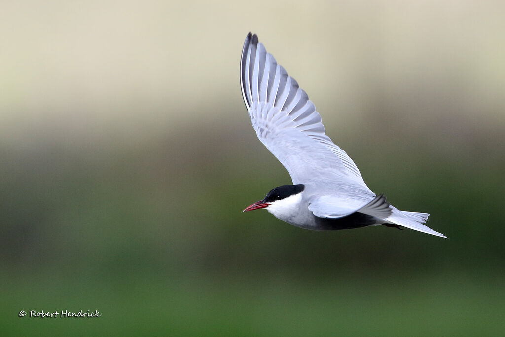 Whiskered Tern