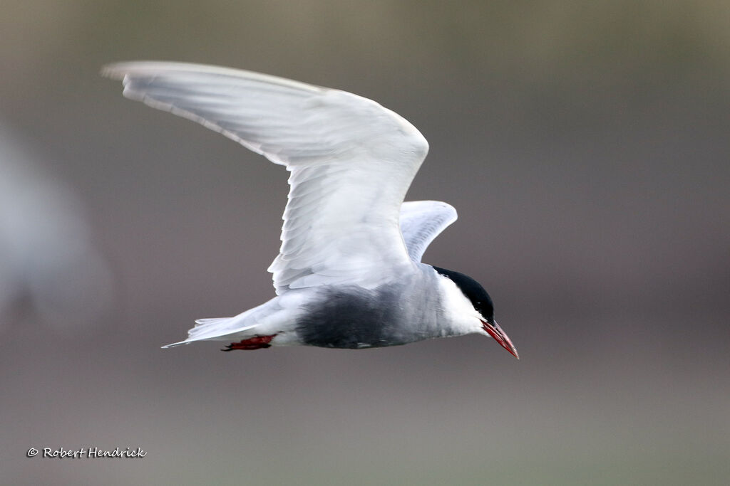 Whiskered Tern