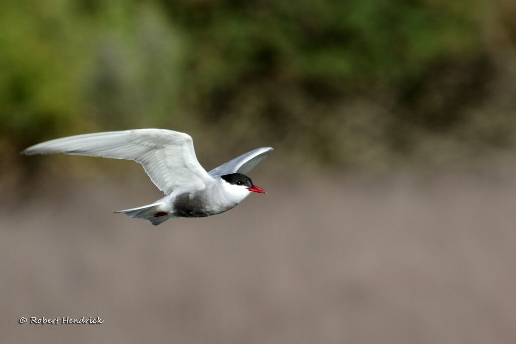 Whiskered Tern