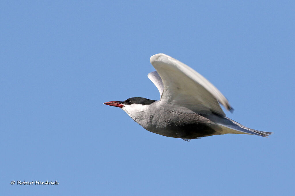 Whiskered Tern