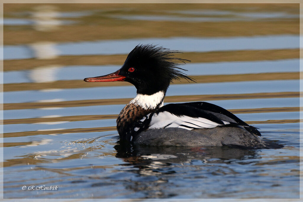 Red-breasted Merganser