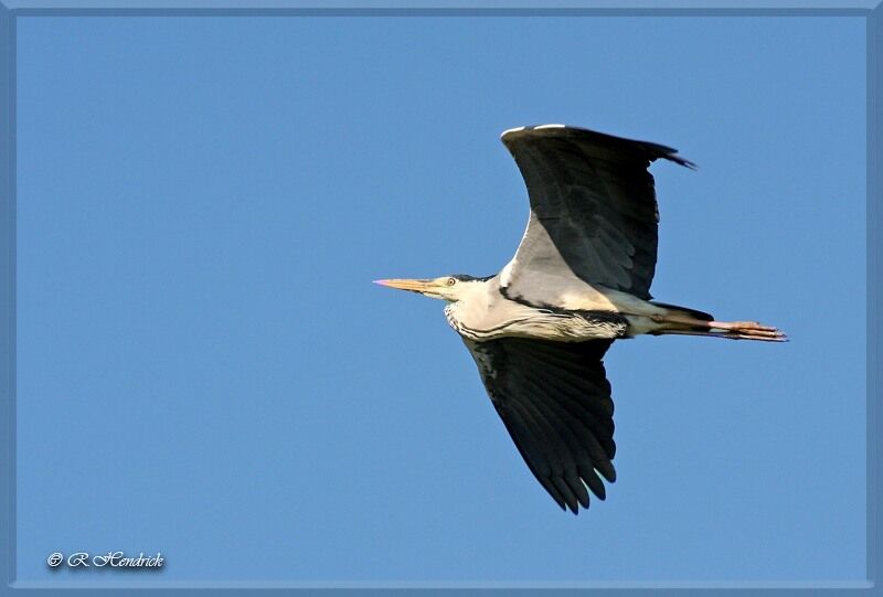 Grey Heron