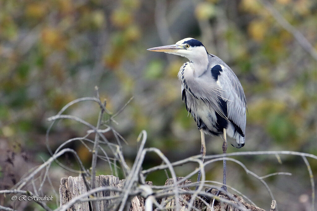 Grey Heron