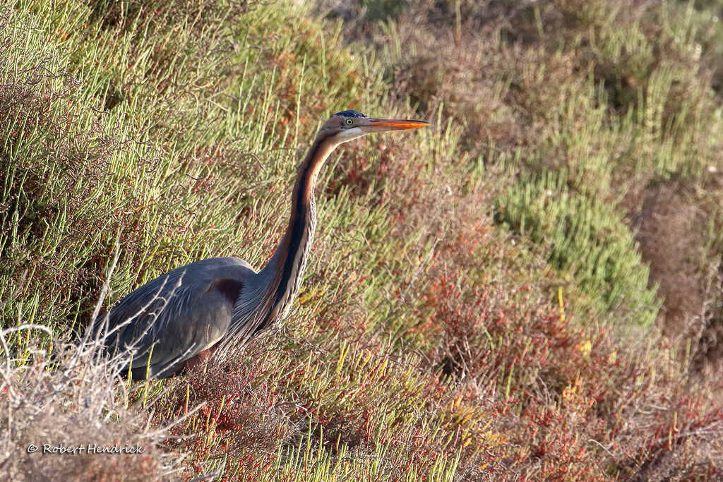 Purple Heron