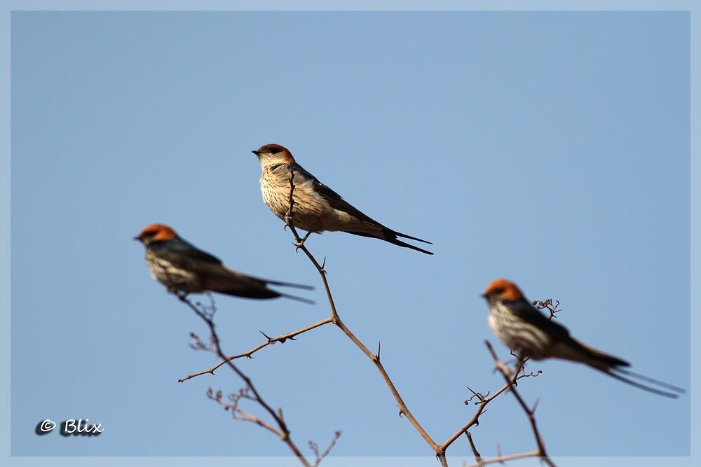 Greater Striped Swallow