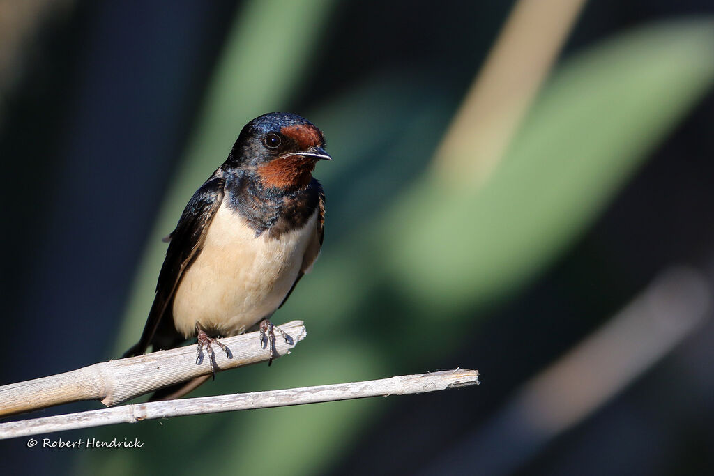 Barn Swallow