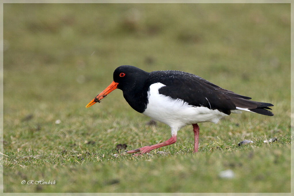 Eurasian Oystercatcher