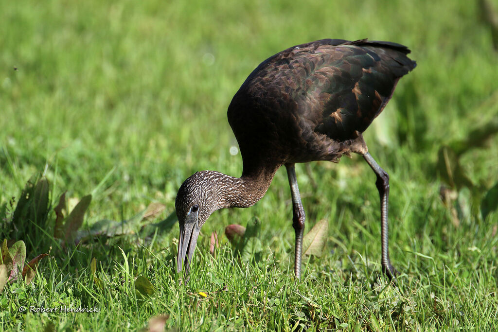 Glossy Ibis