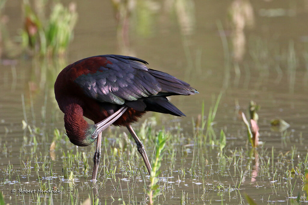 Glossy Ibis