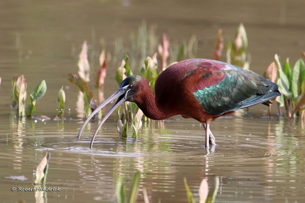 Glossy Ibis