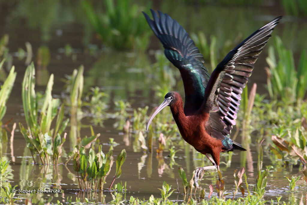 Glossy Ibis