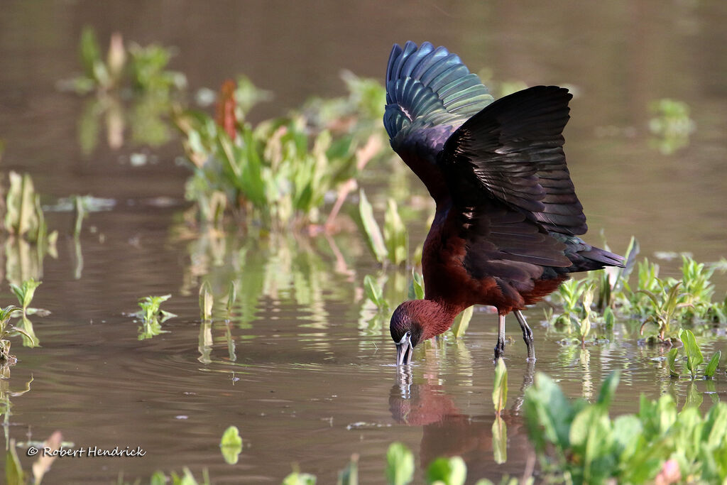 Glossy Ibis