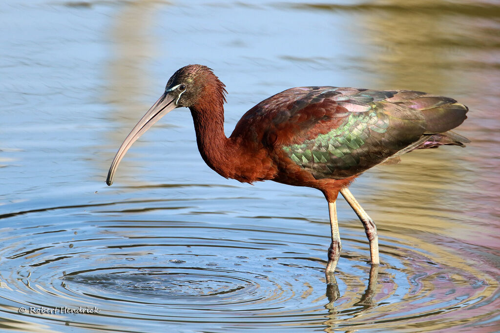 Glossy Ibis