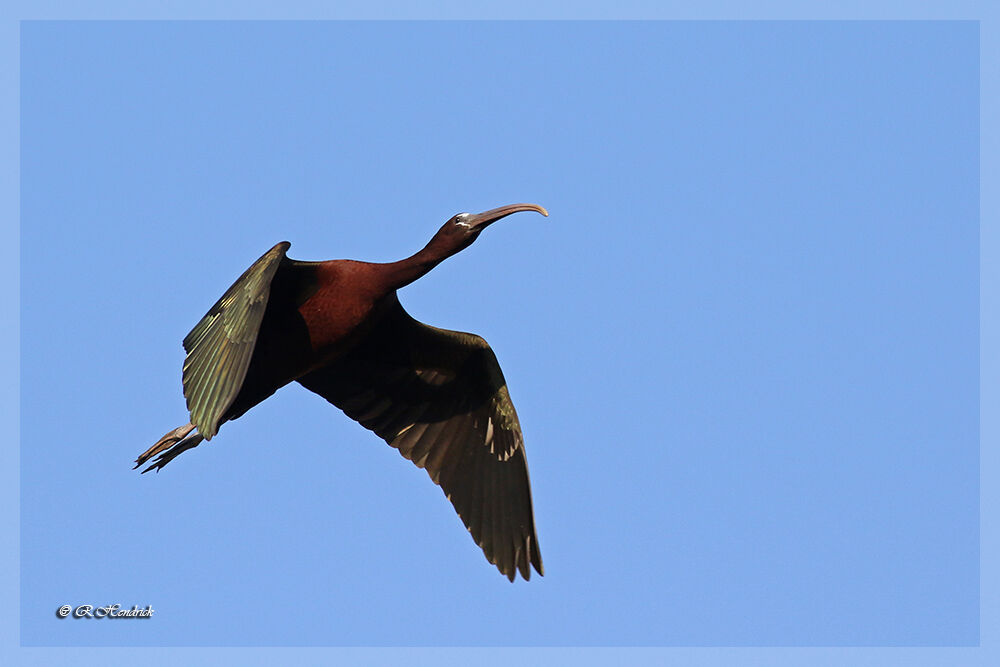 Glossy Ibis