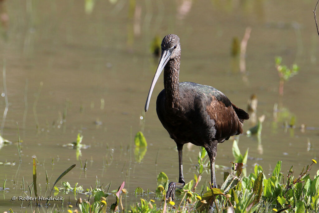 Glossy Ibis