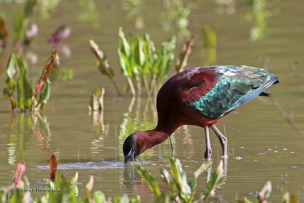 Glossy Ibis
