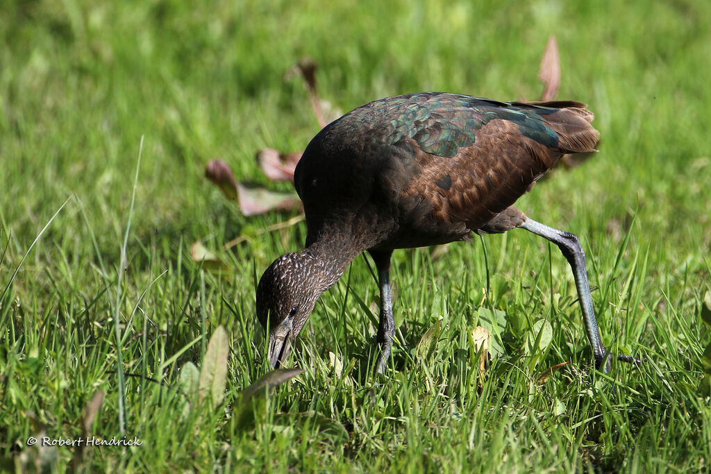 Glossy Ibis