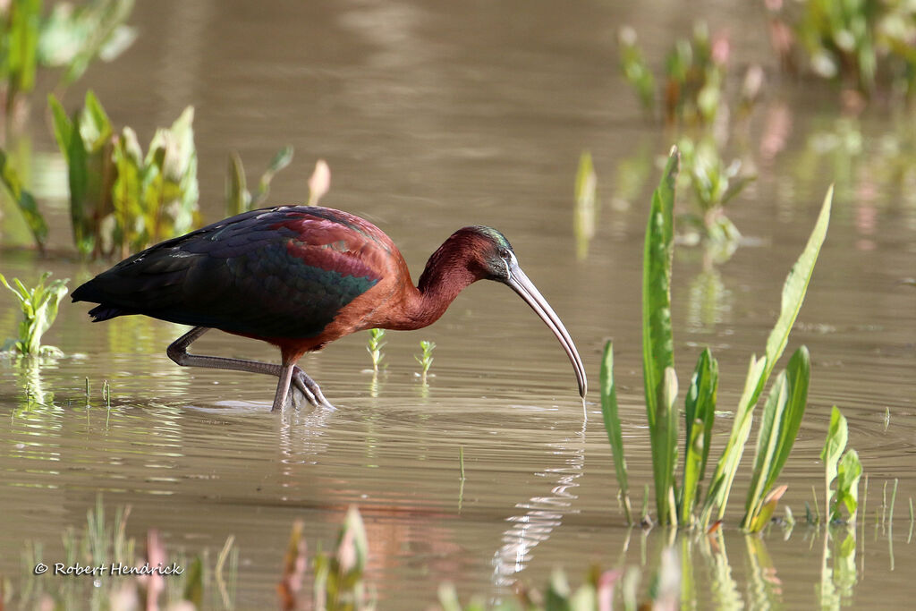 Glossy Ibis